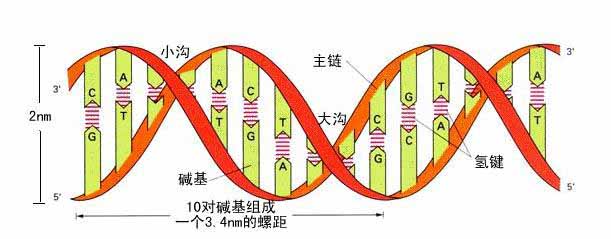 dna在人死后数十年都不会分解